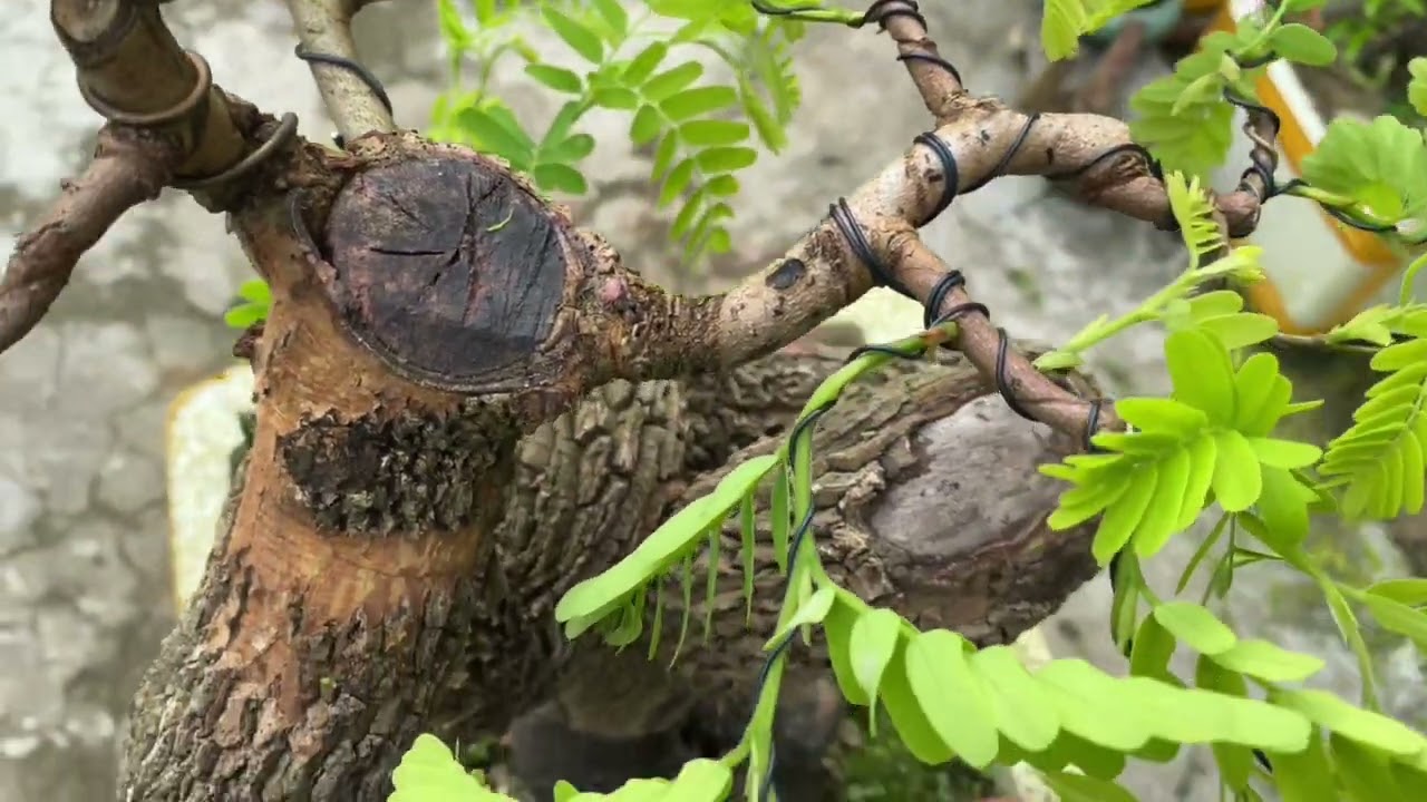 Vào dây hoàn thiện cho e me ngọt làm bonsaj