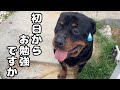 保健所職員を襲ったロットワイラー迎え入れ初日の散歩