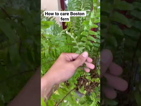 Video: Fertilizing Boston Ferns: Kako oploditi Boston Ferns