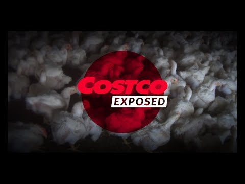 Costco’s Response to an Undercover Investigation by Mercy For Animals