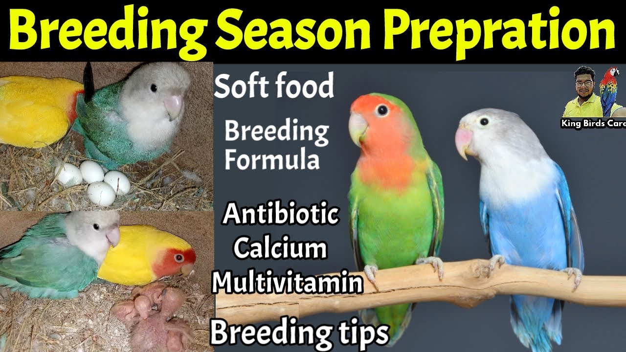 Lovebird breeding season preparation Lovebirds breeding tips