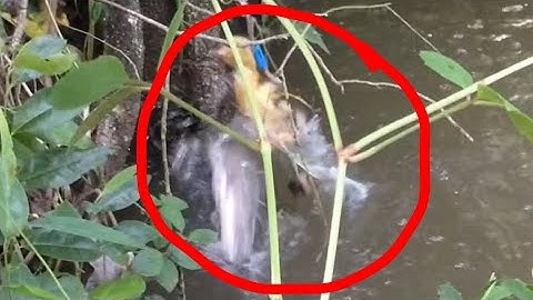 Câu Cá Lóc Bằng Vịt Cá Bay Táp Khỏi Mặt Nước Bụp Bụp