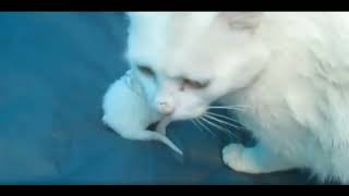 Best Funny Animal Videos 2024 😺 - Funniest Dogs And Cats Videos 😹🐶 by Gnat Vova 135 views 2 weeks ago 16 minutes