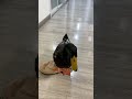 You can never understand how obsessed a drake is with slippers. #duck #funny #satisfying #cute