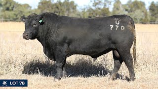 LOT 78 - ANGUS - JK CATTLE CO UNCUT U770