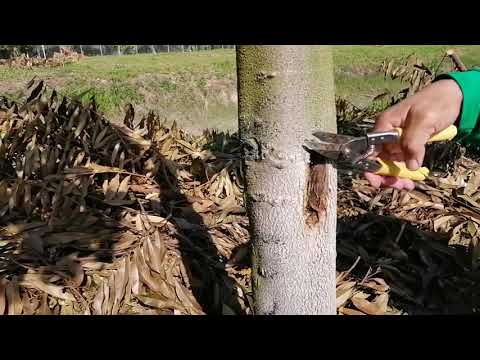 Video: Apa Yang Perlu Dilakukan Mengenai Pengorek Pokok Ara - Mengawal Pengorek Dalam Pokok Ara