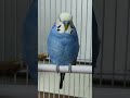 just for fun ☺️💗.  #blue #fun #parakeet #skyblue #blue #chikuu #guguu #birds