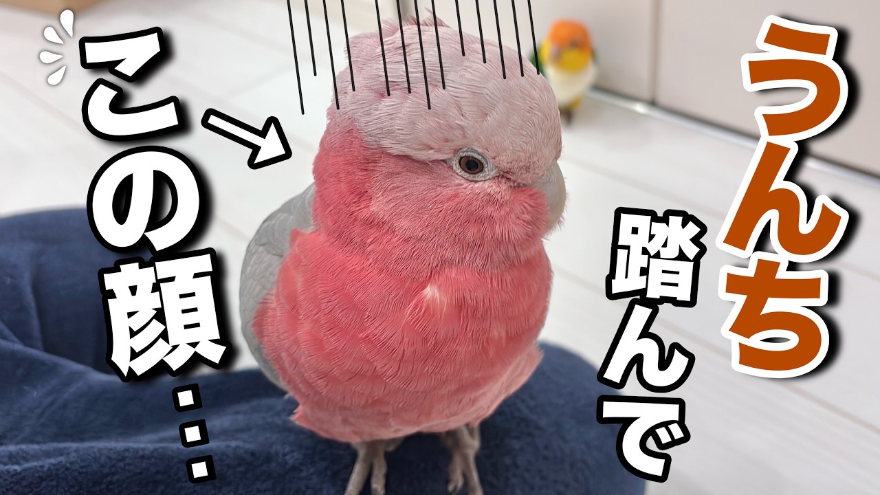 自分のうんちを踏んじゃって気まずくなっちゃったオウムがこちらです...w【モモイロインコ】