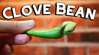 CLOVE BEAN - Experimenting with this hard to find veggie!