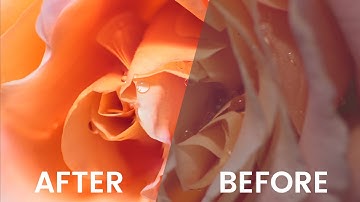 Quick Edit #11: Macro Focus Stacking & Editing in Lightroom & Photoshop