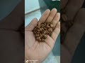 Mini32 Coffee Bean Color Sorter