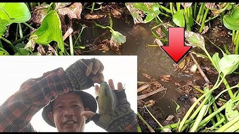 trở lợi mỹ quý tây đức huệ câu cá rô thác lác@Hungvlog430 t19