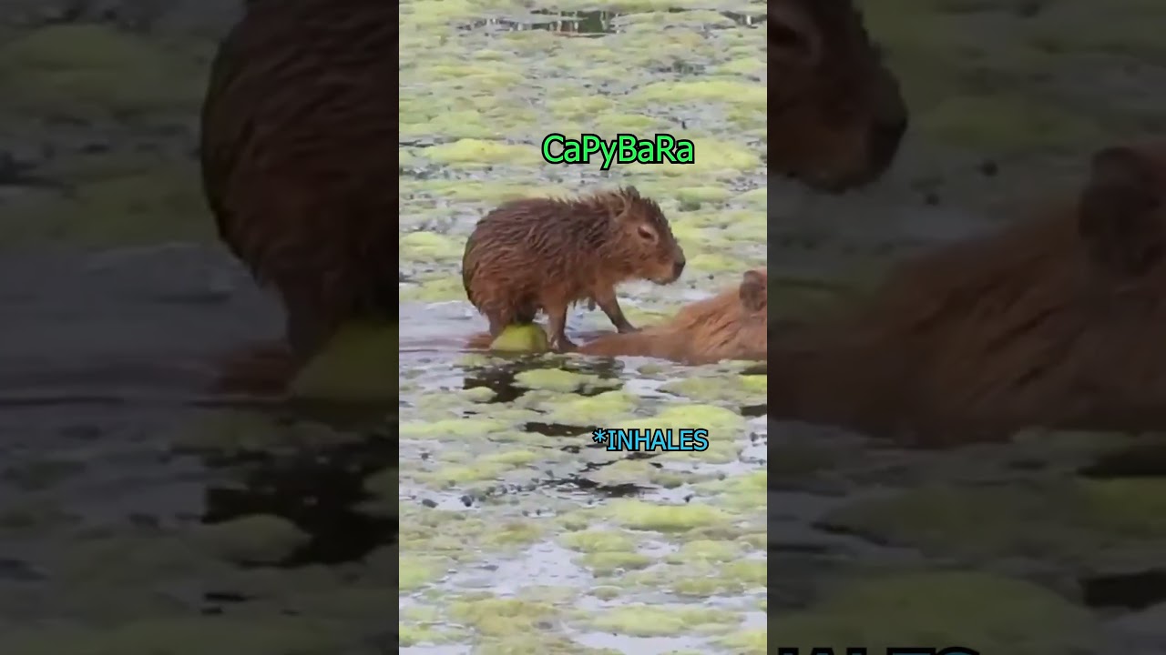 Capybara Song Needs To Start Paying Rent In My Head 🐹💅