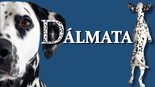 DÁLMATA - Guía completa del perro con manchas by ABC del mundo Animal 464 views 1 year ago 12 minutes, 24 seconds