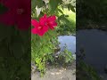 🌺