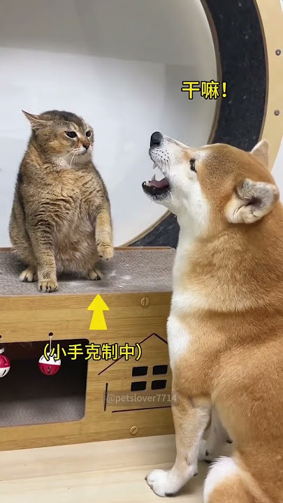 My dog is extremely scared of cats. How about yours?#dog #catlover #funny #funnyvideos #cats