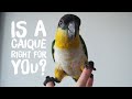 Is a Caique Parrot Right for you? Review