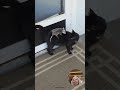 Black Cat Becomes a Possum's Personal Taxi #animals #friendship #aww
