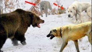 Собаки загоняют  Медведя.Вот что было дальше... #animals