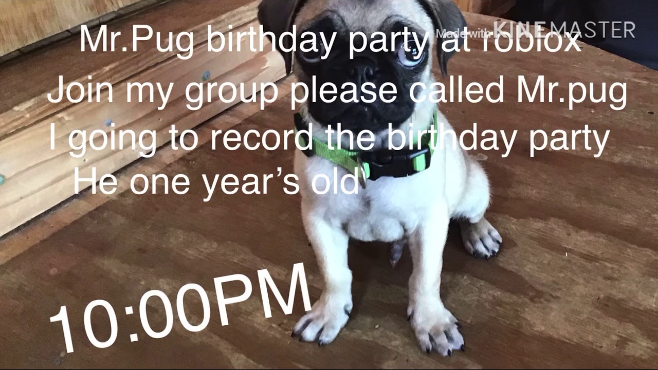 Mr Pug Birthday Party At Roblox Youtube - roblox pug