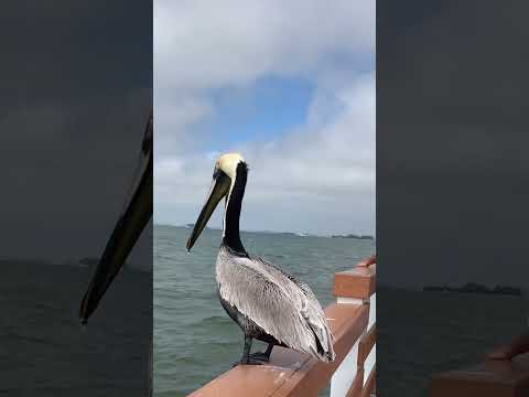 Pelican | large water bird #shorts