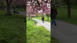 Cherry tree alley no one in London knows about 🌸