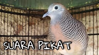 PERKUTUT LOKAL SUARA PIKAT