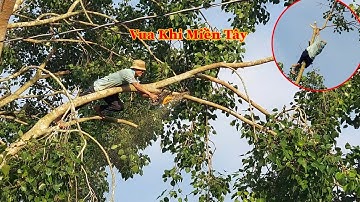 Vua Khỉ (Ba Tùng) mé nhánh cây Bồ Đề sống lâu năm ở Miếu Ông Ba (Cutting Bodhi trees)