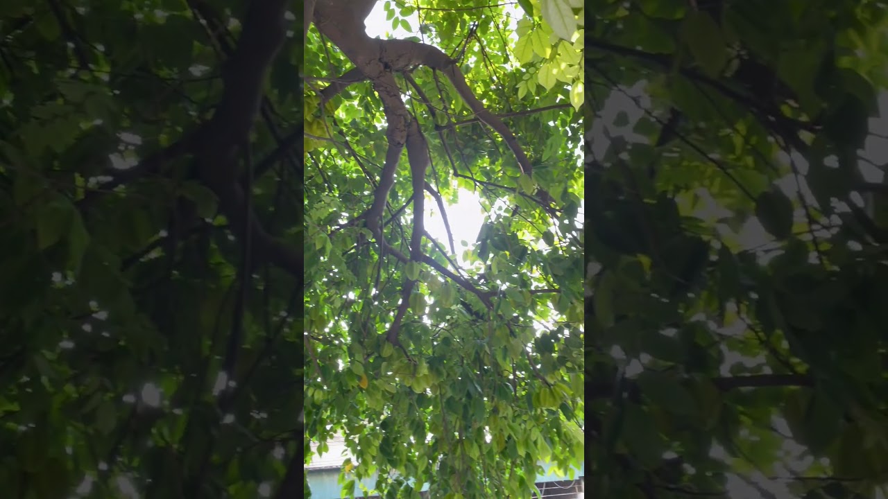 “The beauty of a starfruit tree overflowing with fruit in the Vietnamese countryside.” 🌿