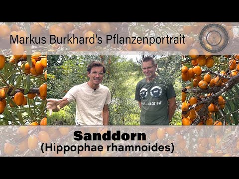 Video: Sanddorn - wächst im Garten