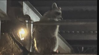 Residents concerned as raccoons frequent NYCHA building with takeout