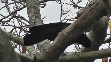 A New Caledonian crow using a hooked tool to extract food