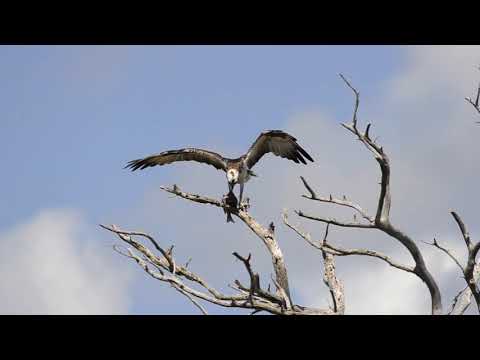 Osprey Eating Fish