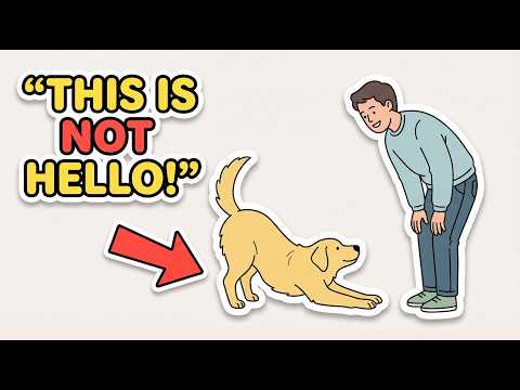 Stop Ignoring These 9 Dog Behaviors: What Your Dog Is Actually Saying