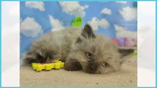 doorzo様❗️猫　ヒマラヤン　三英❣️ 749003 ヒマラヤン - YouTube