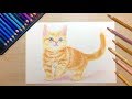 猫の描き方 with 色鉛筆 [タイムラプス] / How to draw a cat