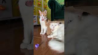 Kucing lucu noen nelo
