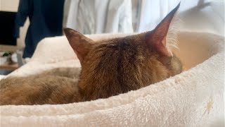 完璧な間で振り向く猫【茶々さん】#shorts