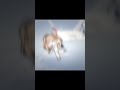flying cat 🐱 gacha meme #discovery #gacha #gachatrend #гача #рек #рекомендации #ytshorts #nyancat