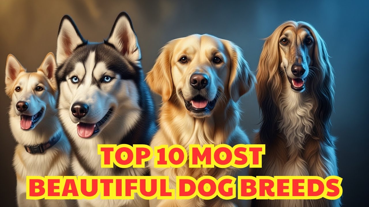 10 Most Beautiful Dog Breeds in the World: Living Masterpieces