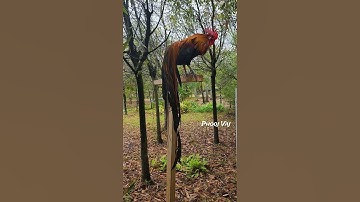 Bantam Phoenix Qaib Dib #chicken #fowl #poultry #gamefowl #ayam #rooster #gallos #bantam #junglefowl