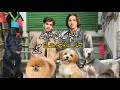 Rawalpindi College Road | Beautiful Dogs Shop In 2025 | Shahzain Animals Vlogs