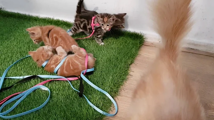 Watch the video about Siberian kitten mum is Siberian pedigree dad spotted Bengal cat