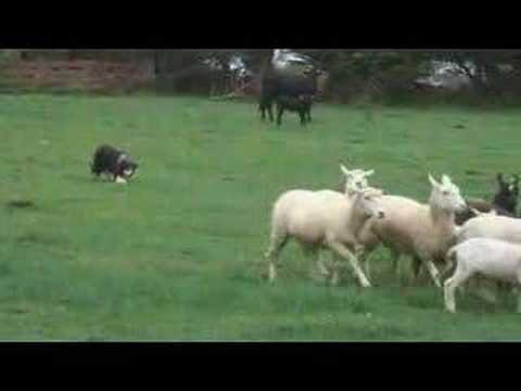 Border Collie Herding Sheep - YouTube