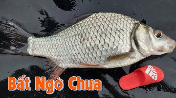 CÂU CÁ DIẾC - Cháy Lông Nách ở Điểm Câu Huyền Thoại
