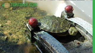 Turtle Babies Traffic Jam at the Log | American Tortoise Rescue