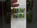 sparkle style nail lab special handmade Press-On Nails #pressonnails #nails #naildesign #nailinspo