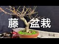 Bonsai 藤 盆栽 wisteria