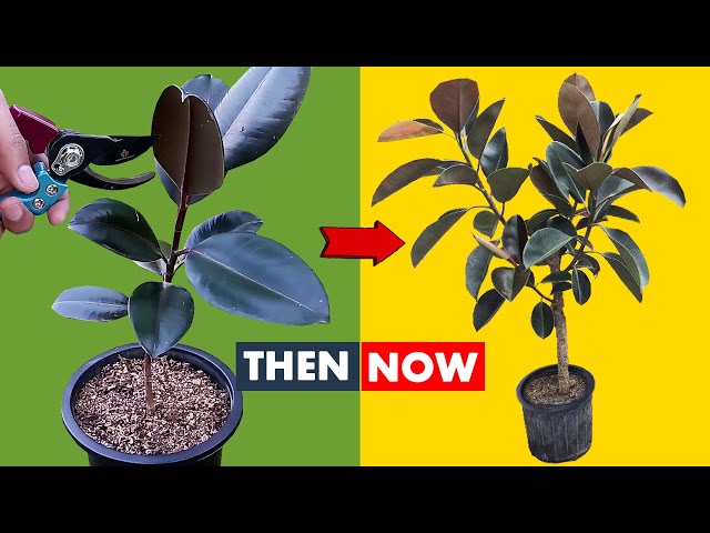 How to make your Rubber Plant Bushy class=