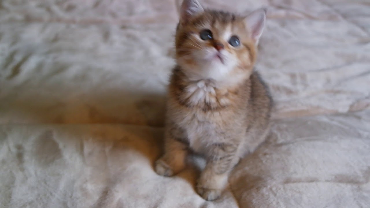 Scotish straight girl/ golden shaded